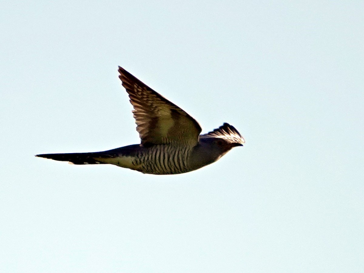 Common Cuckoo - ML615873698