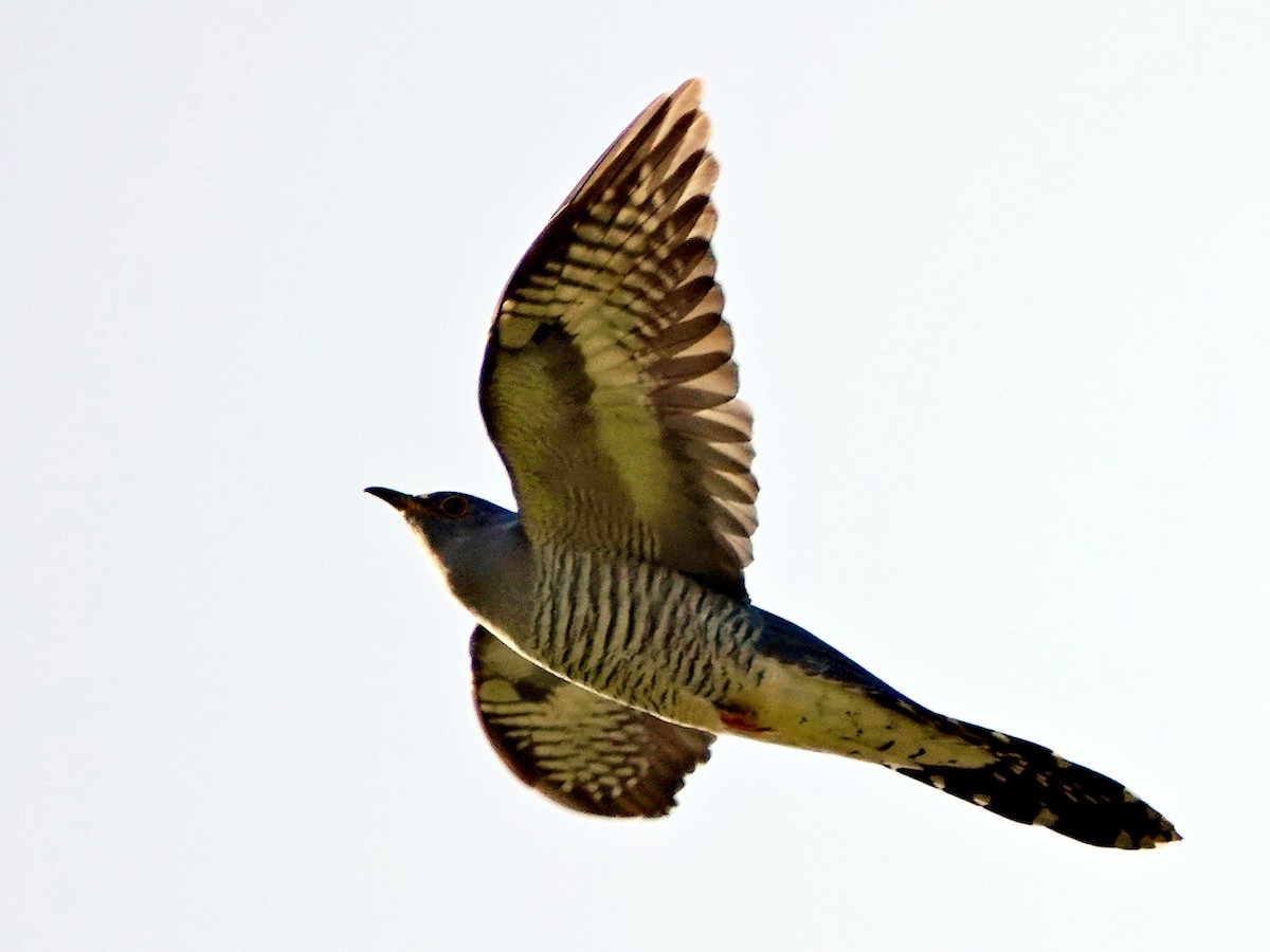 Common Cuckoo - ML615873708