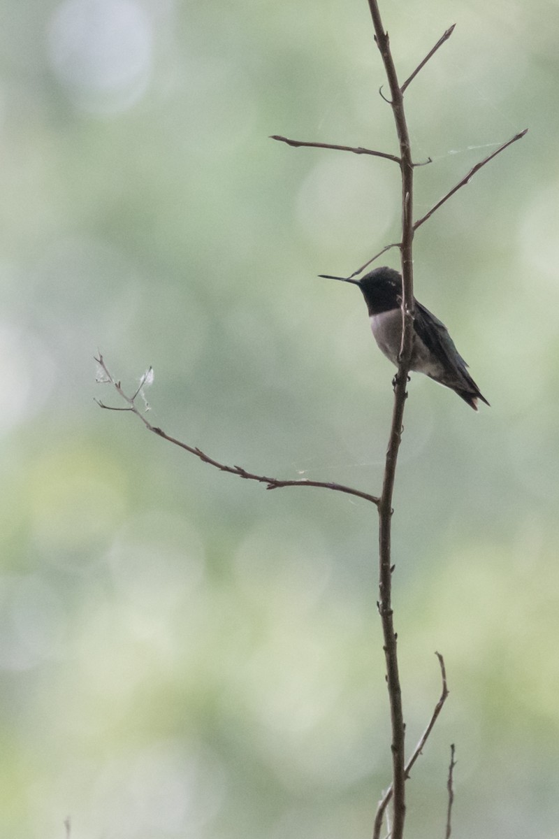 Colibrí Gorjirrubí - ML615873715