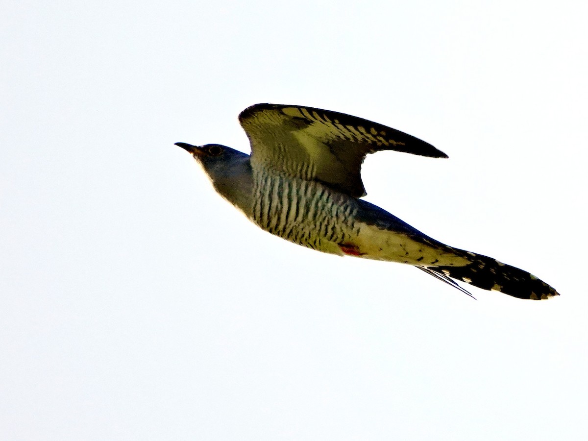 Common Cuckoo - ML615873717