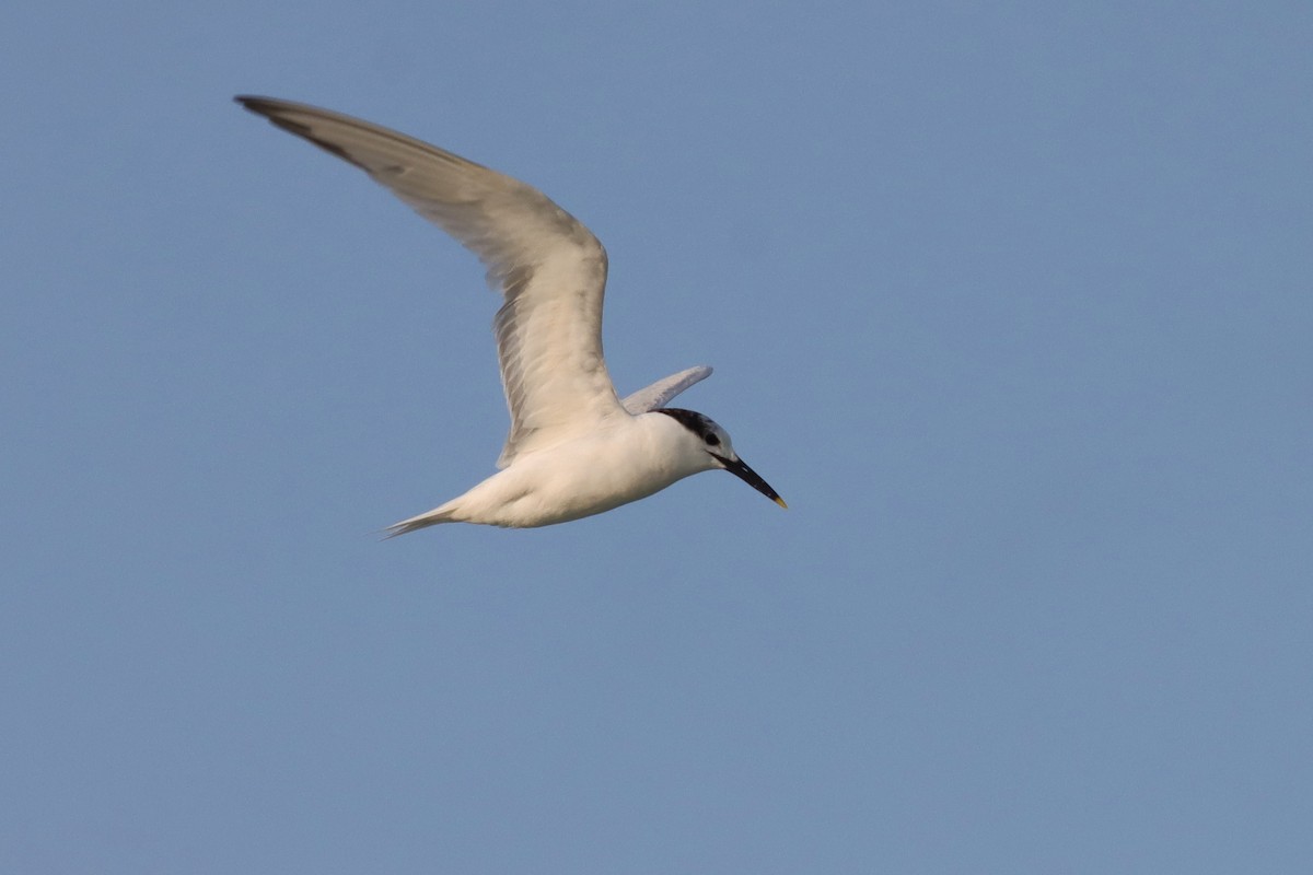 Sandwich Tern - ML615873725