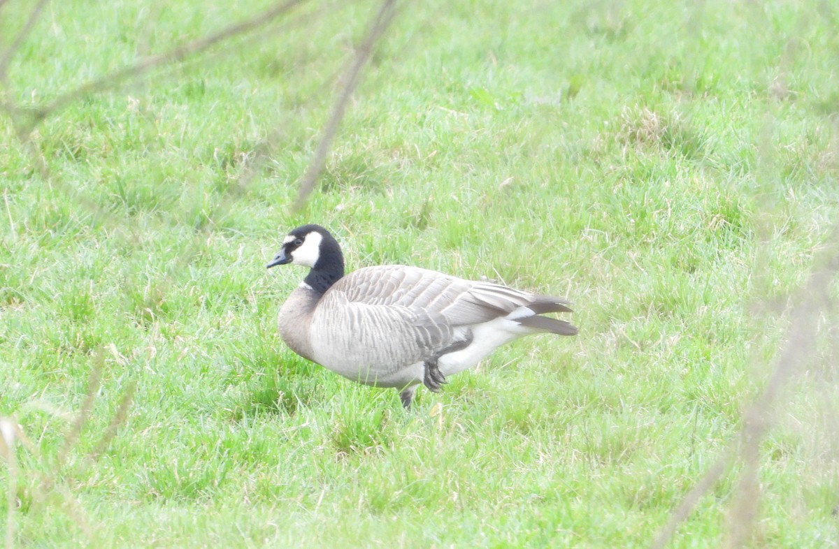 Branta musuzuria x Kanadako branta (hibridoa) - ML615873731