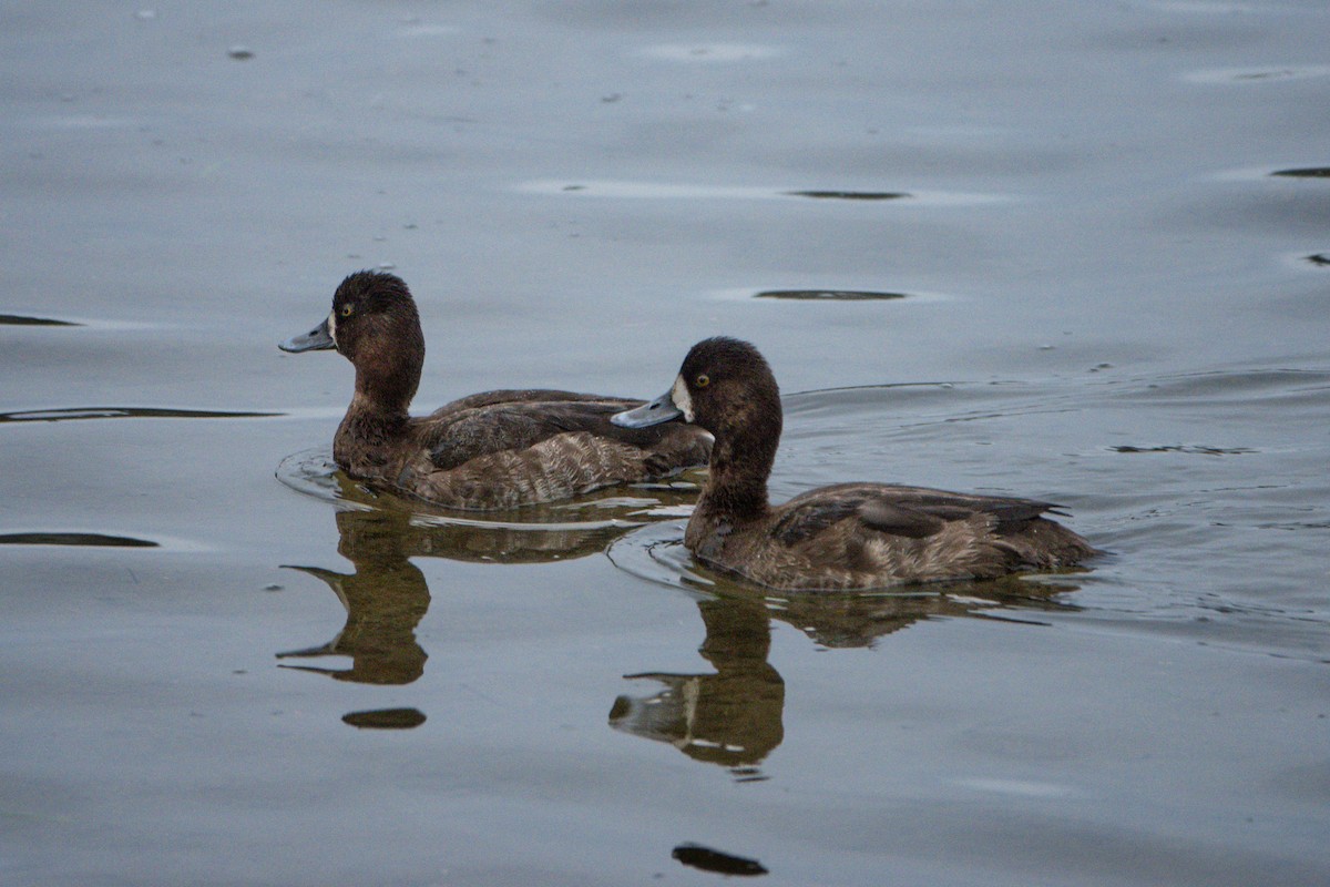 Lesser Scaup - ML615873741
