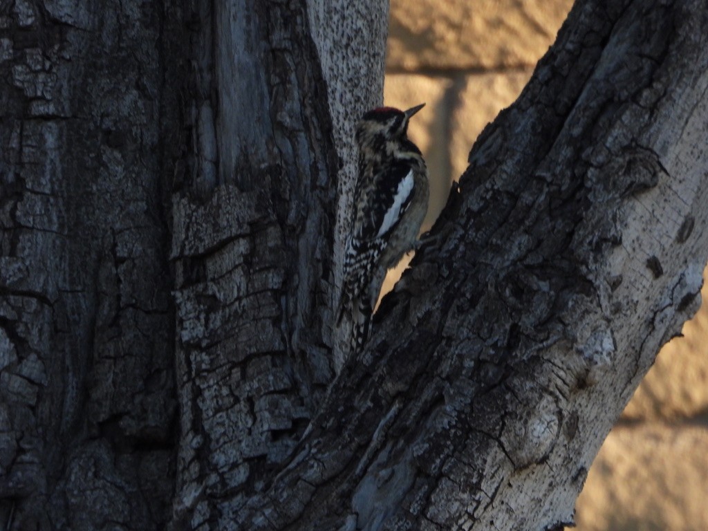 Yellow-bellied Sapsucker - Jane Schrenzel