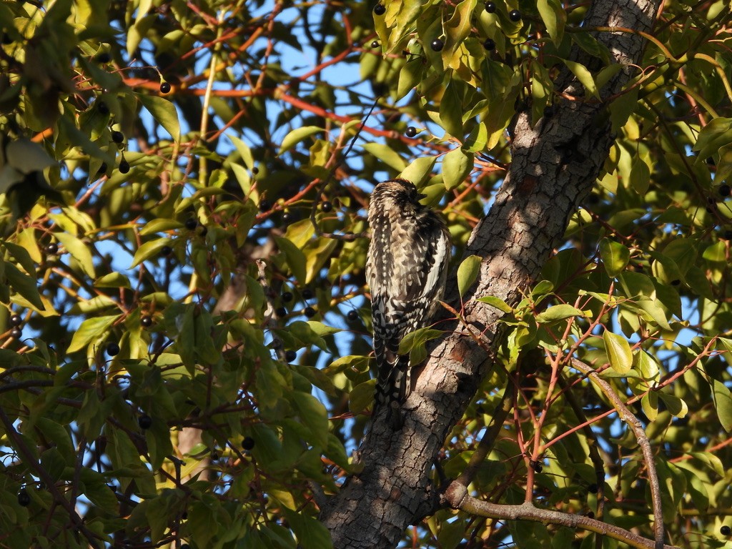 Yellow-bellied Sapsucker - ML615873771