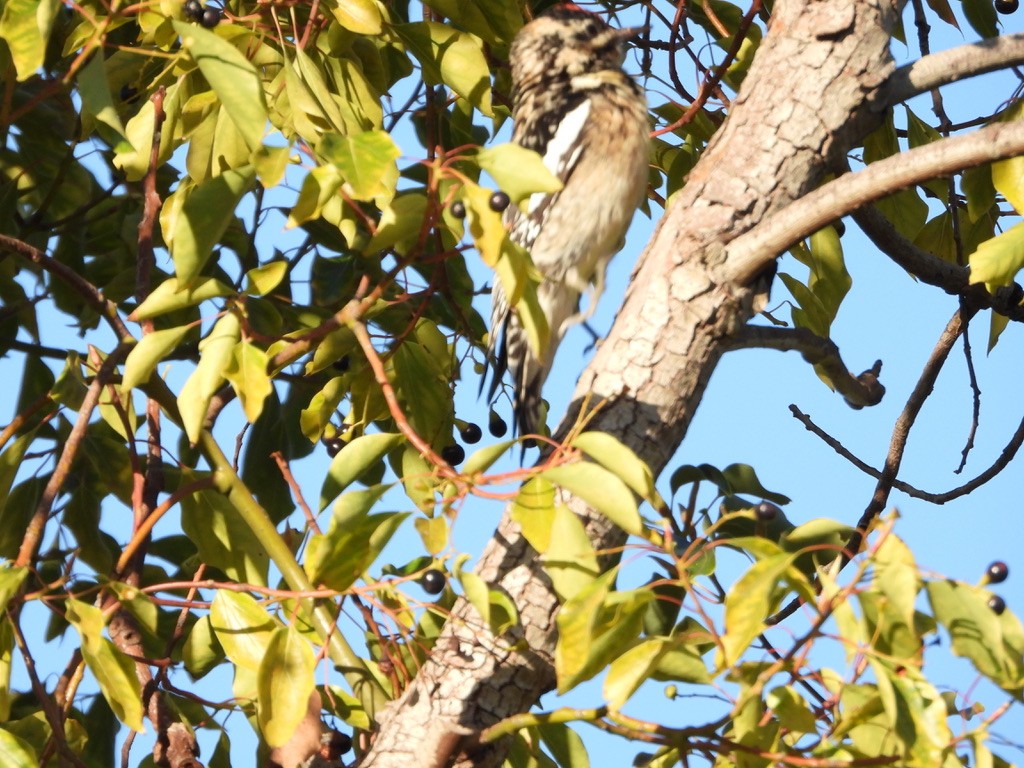 Yellow-bellied Sapsucker - Jane Schrenzel