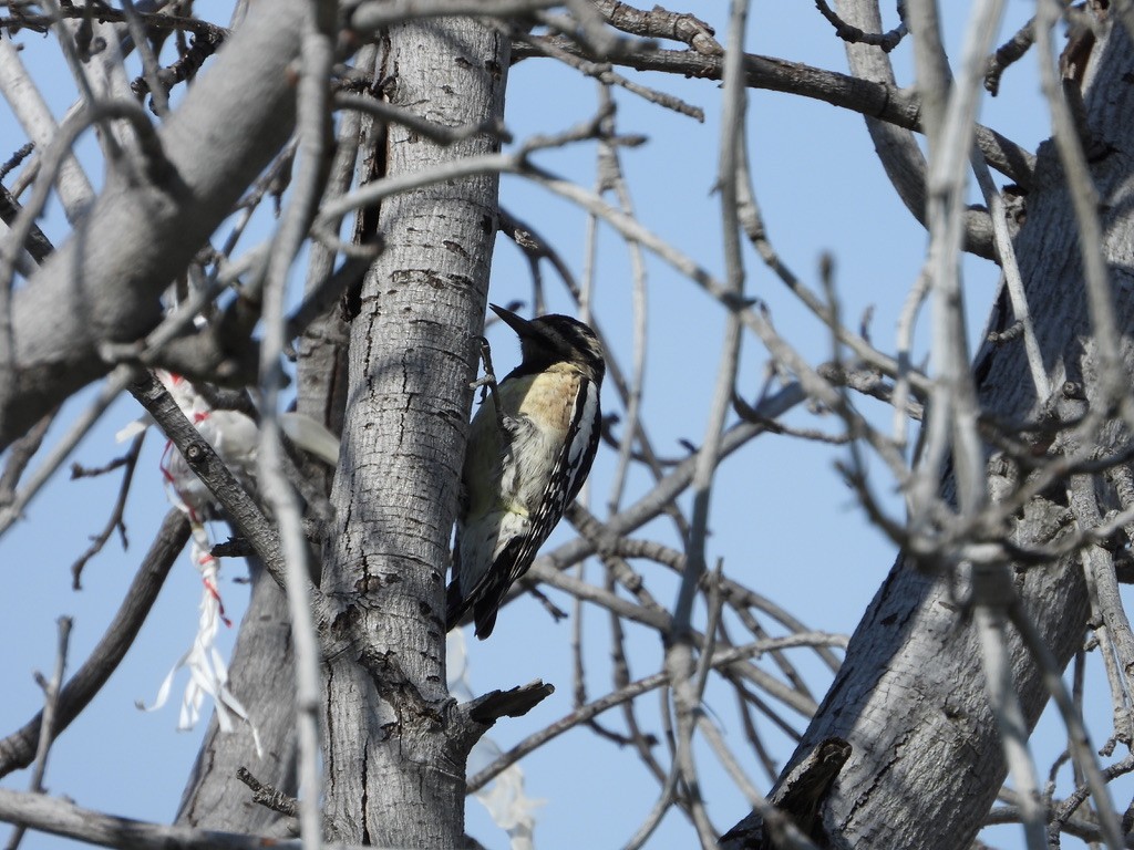 Yellow-bellied Sapsucker - ML615873774