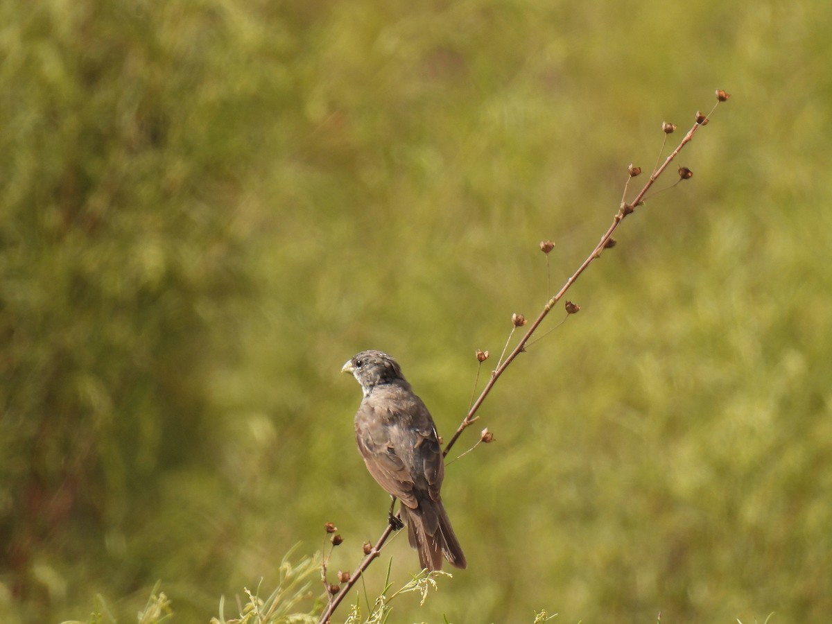 Double-collared Seedeater - ML615873806