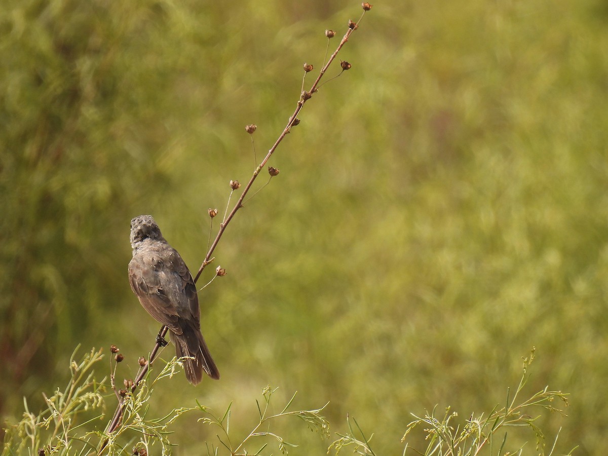 Double-collared Seedeater - ML615873807