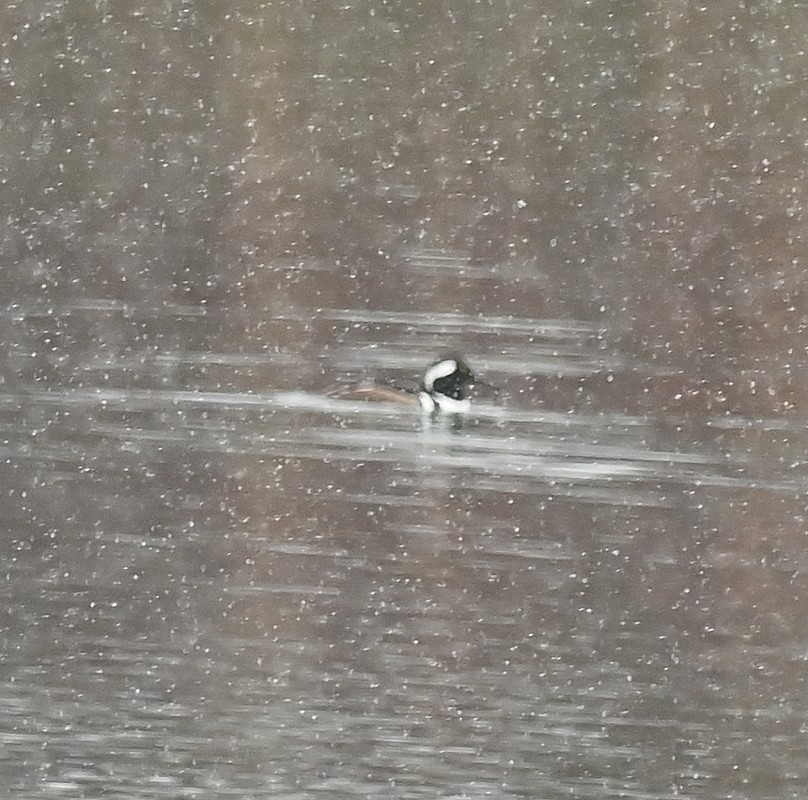 Hooded Merganser - Regis Fortin