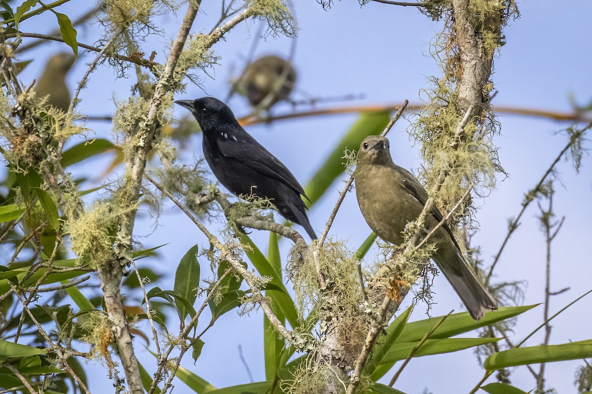 Shiny Cowbird - ML615873948