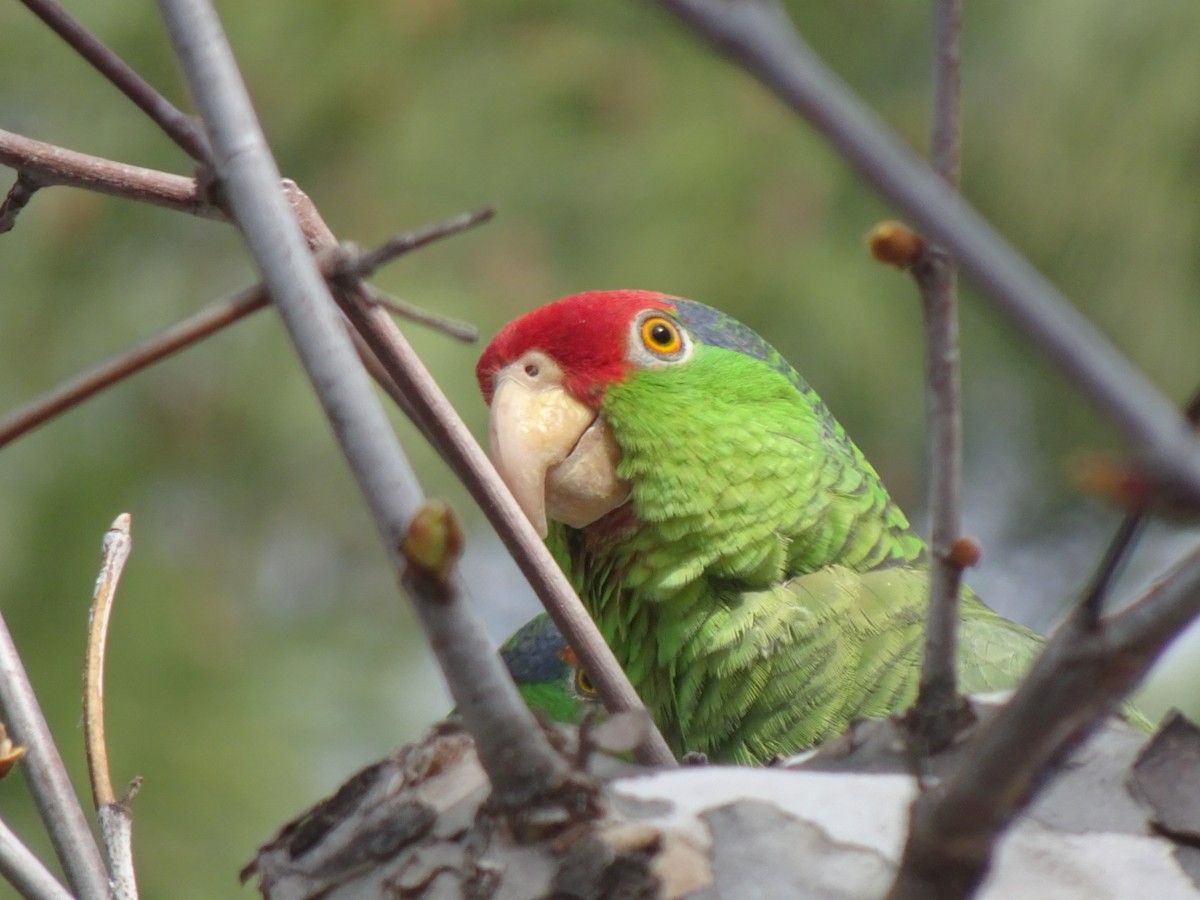Red-crowned Parrot - Julia Ray