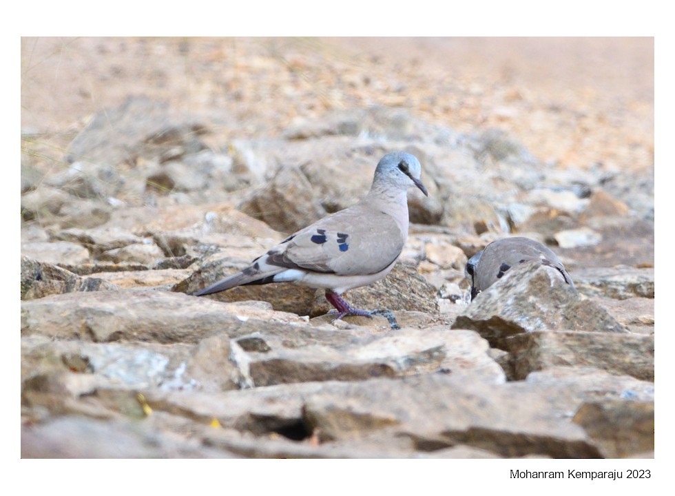 Black-billed Wood-Dove - ML615873990