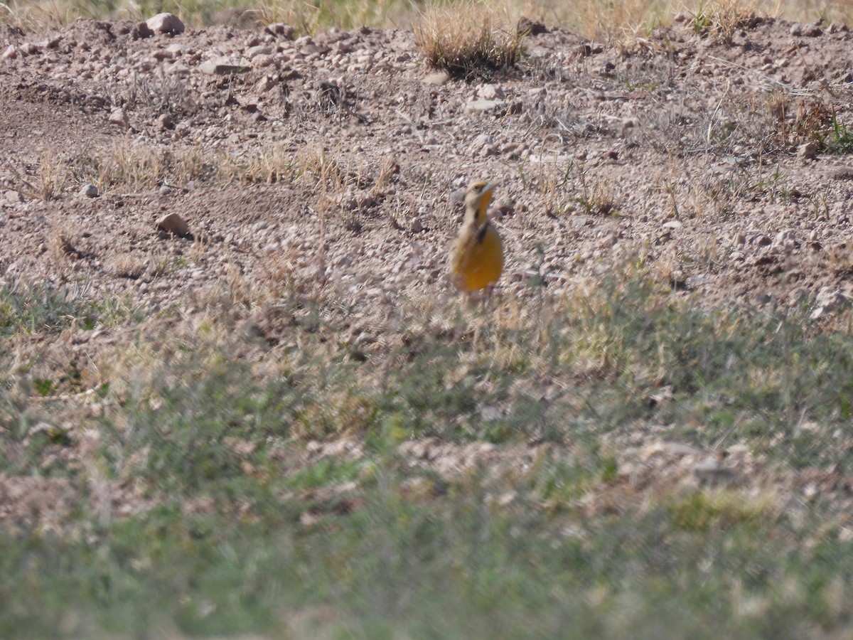 Western Meadowlark - ML615874059