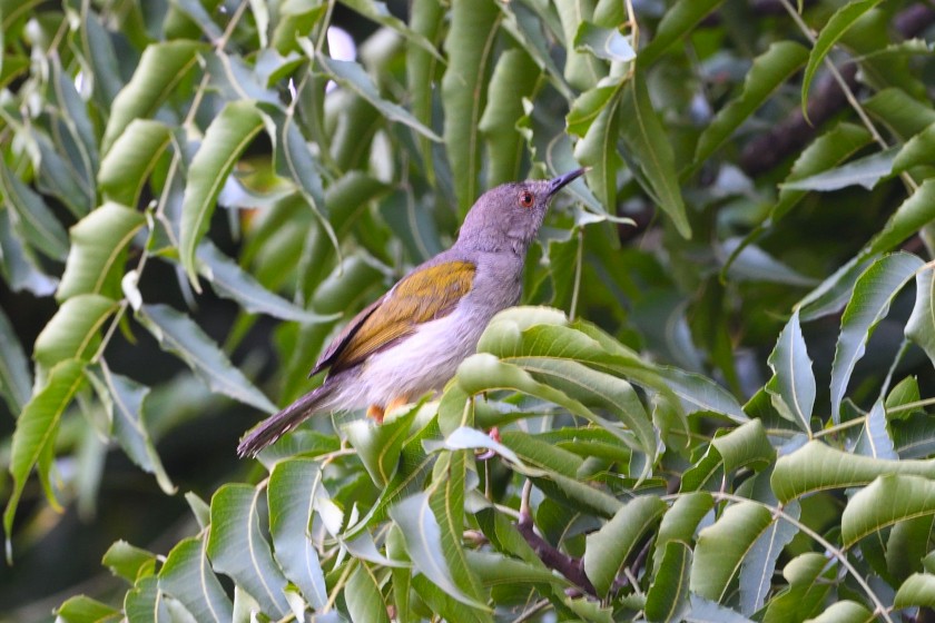 Green-backed Camaroptera (Gray-backed) - Mohanram Kemparaju