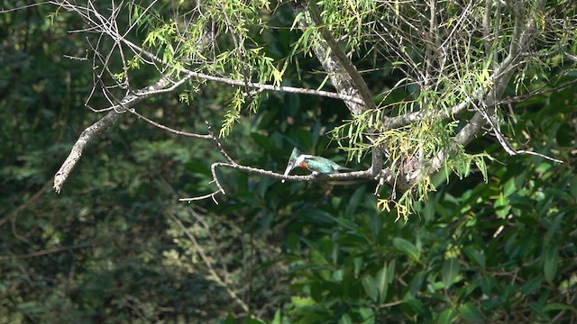 Martin-pêcheur d'Amazonie - ML615874066