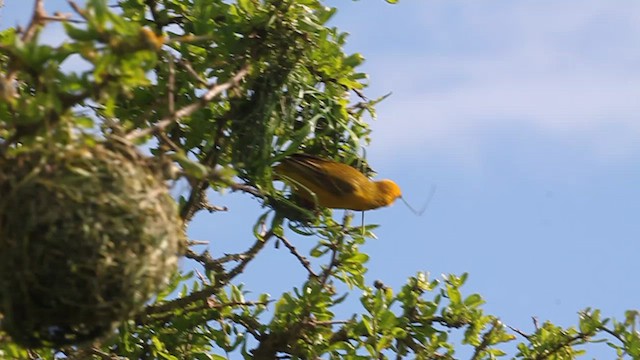 Cape Weaver - ML615874073