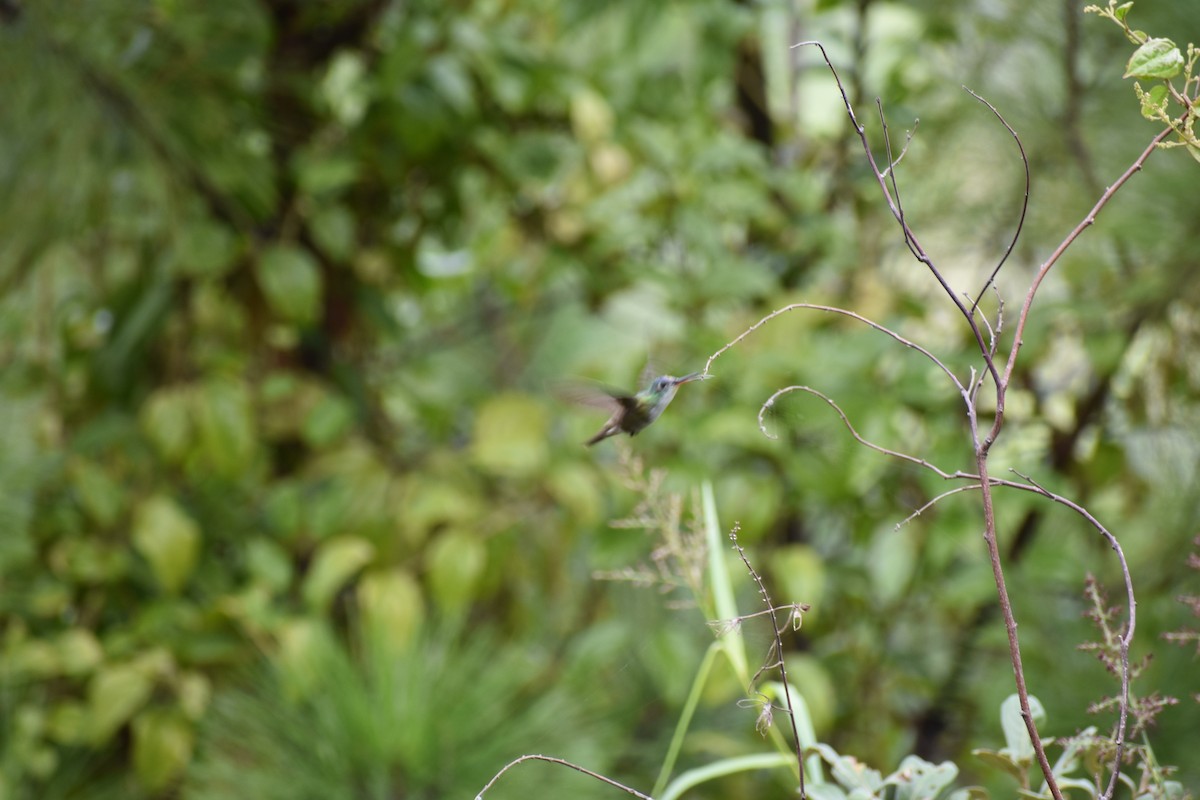 Azure-crowned Hummingbird - ML615874102