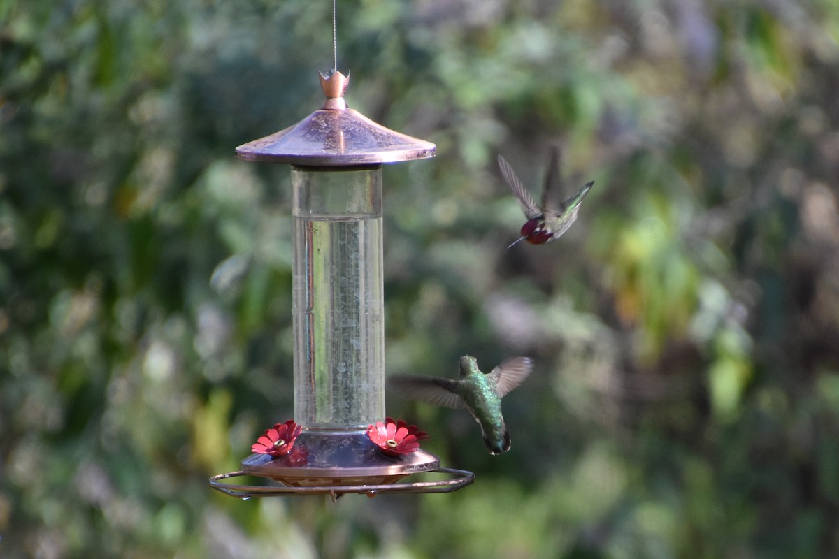 Anna's Hummingbird - ML615874104