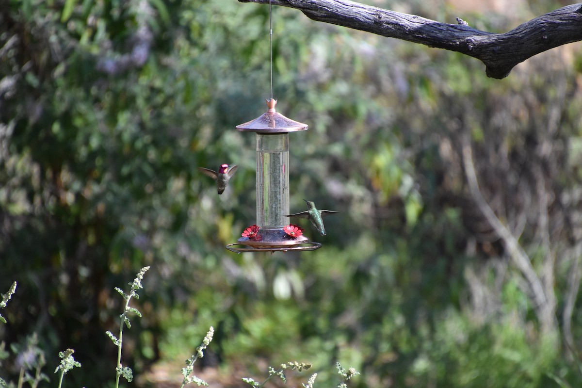 Anna's Hummingbird - ML615874106