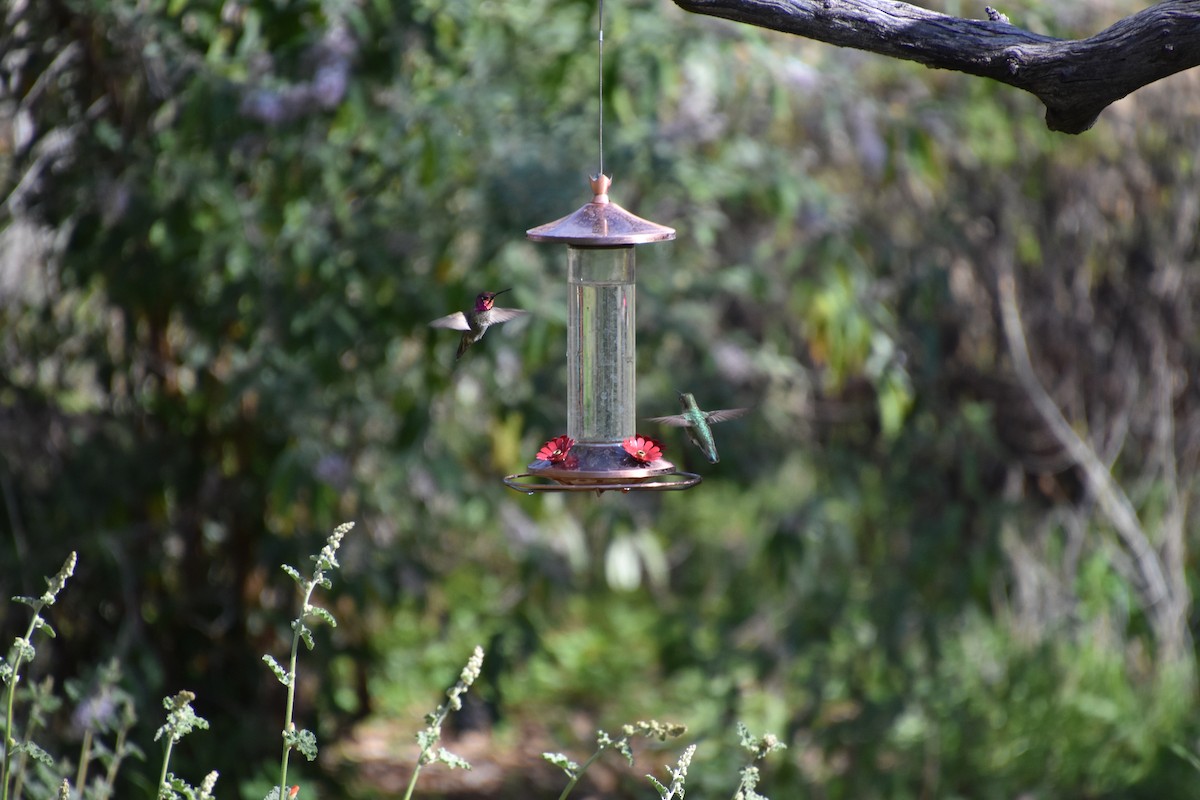 Anna's Hummingbird - ML615874107