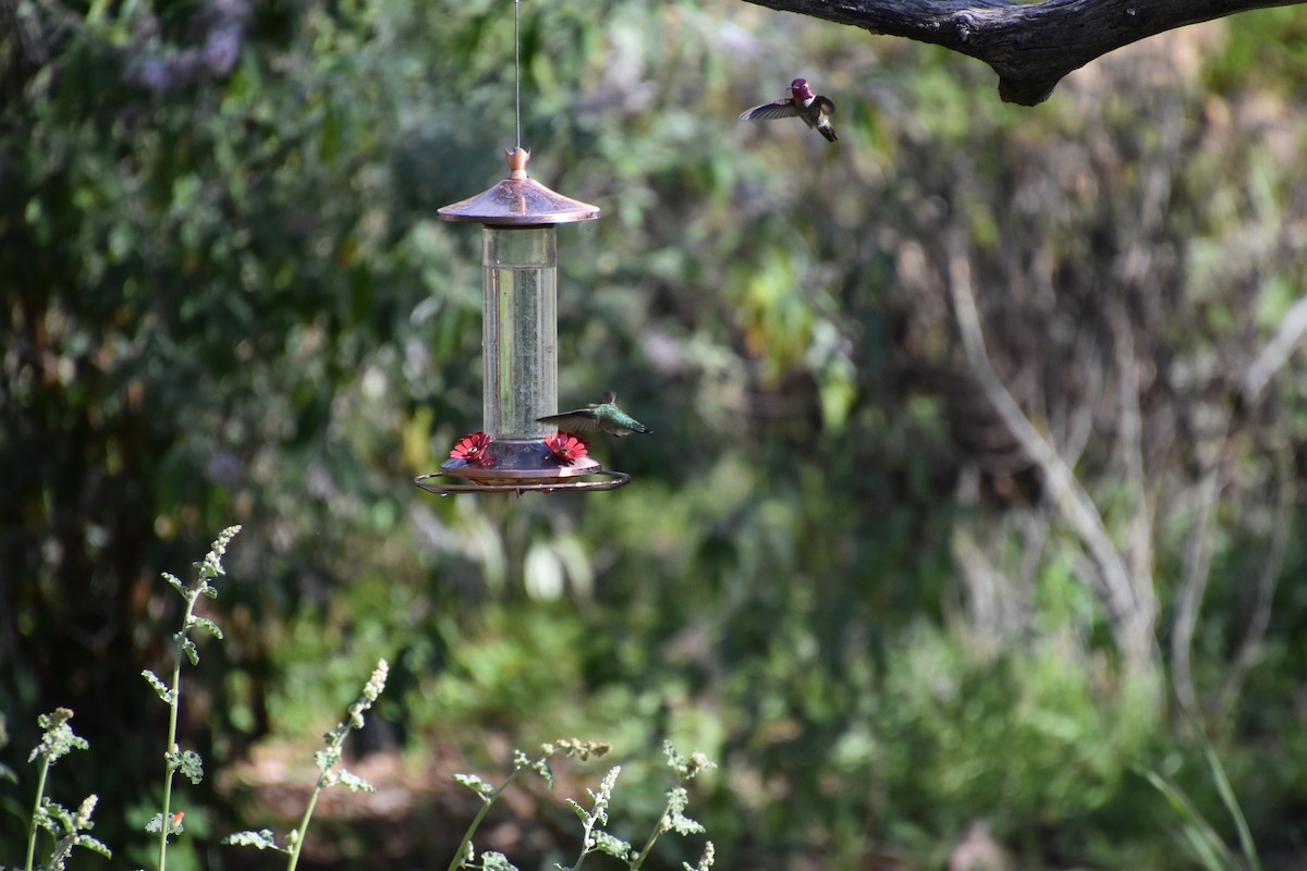 Anna's Hummingbird - ML615874108