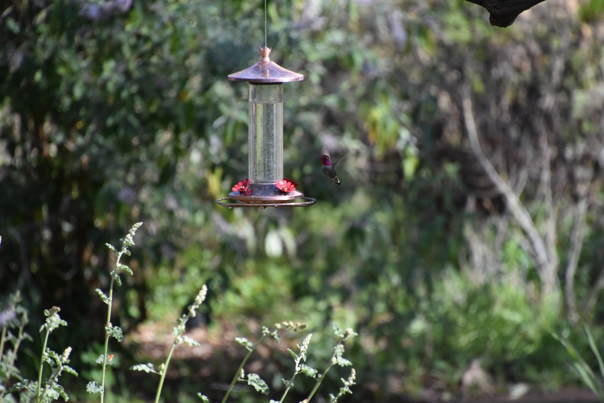 Anna's Hummingbird - ML615874109