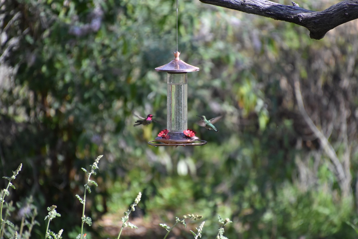 Anna's Hummingbird - ML615874110
