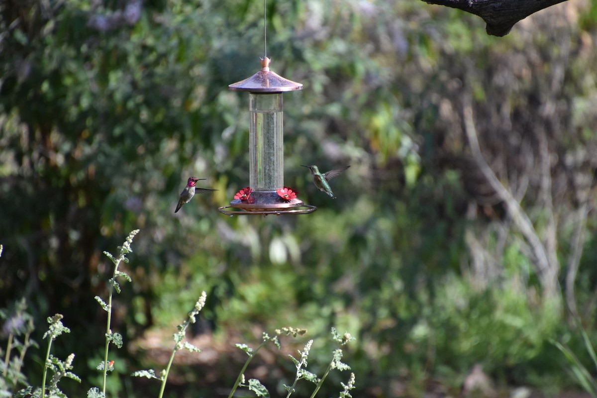 Anna's Hummingbird - ML615874111