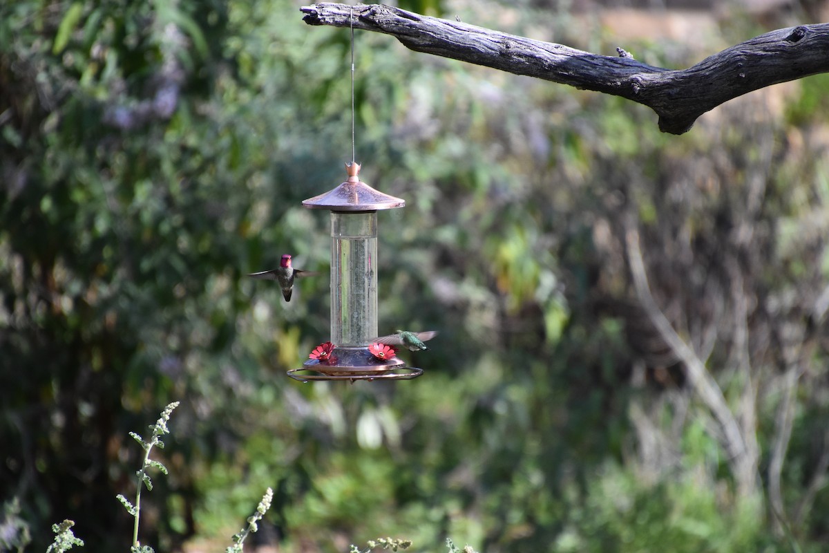 Anna's Hummingbird - ML615874112