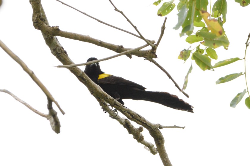 Yellow-mantled Widowbird - ML615874115