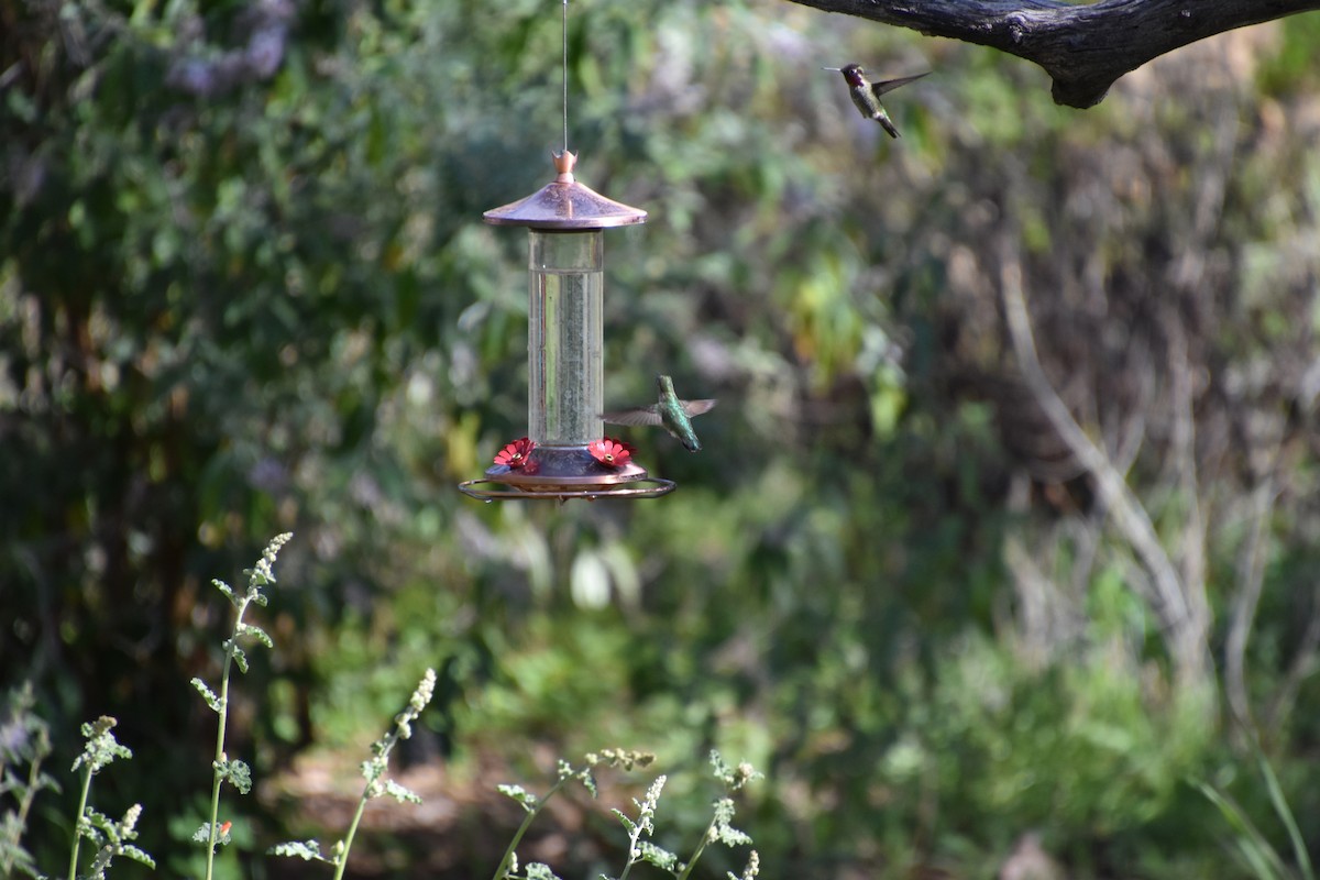 Costa's Hummingbird - ML615874120