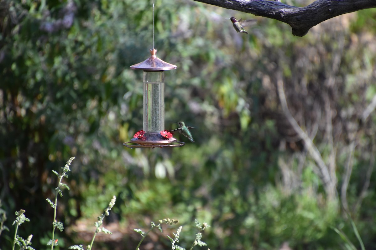 Costa's Hummingbird - ML615874121
