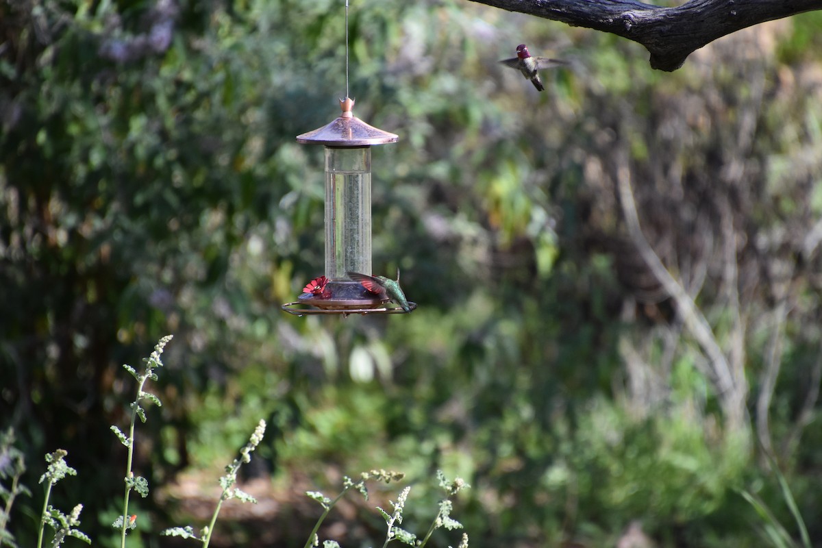 Costa's Hummingbird - ML615874122