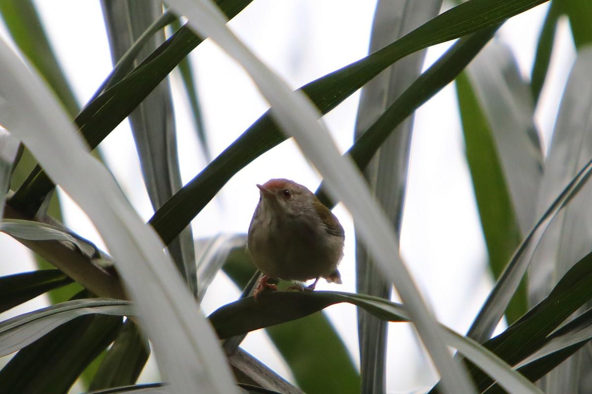 Common Tailorbird - ML615874132