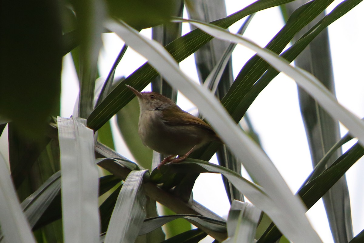 Rotstirn-Schneidervogel - ML615874134