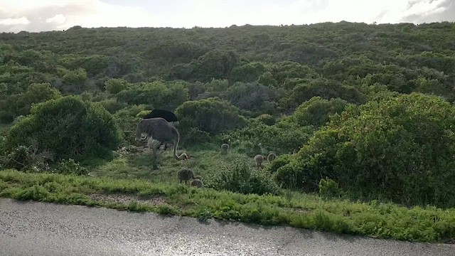 Common Ostrich - ML615874139