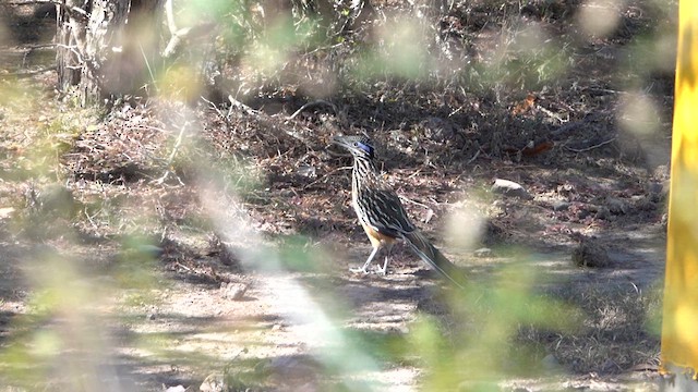 Lesser Roadrunner - ML615874177