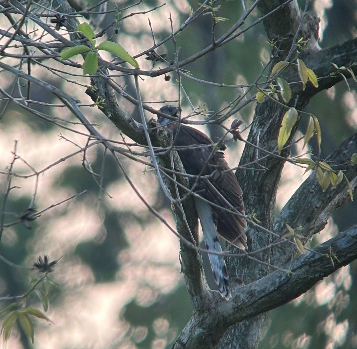 Large Hawk-Cuckoo - Simon Warford