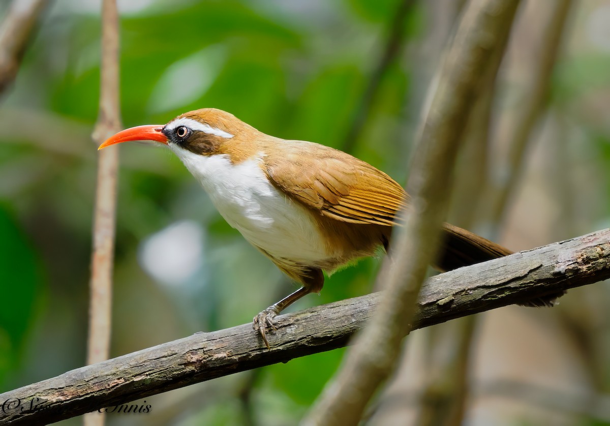 Red-billed Scimitar-Babbler - ML615874242