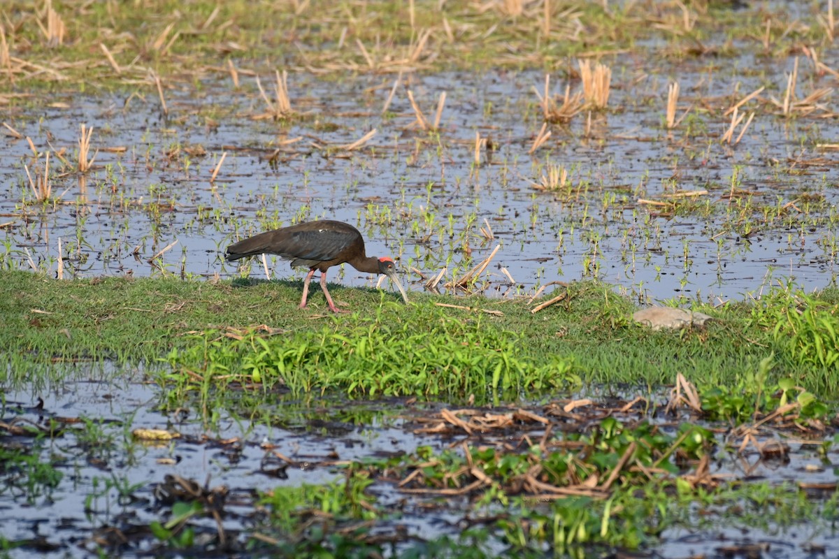 Red-naped Ibis - ML615874246