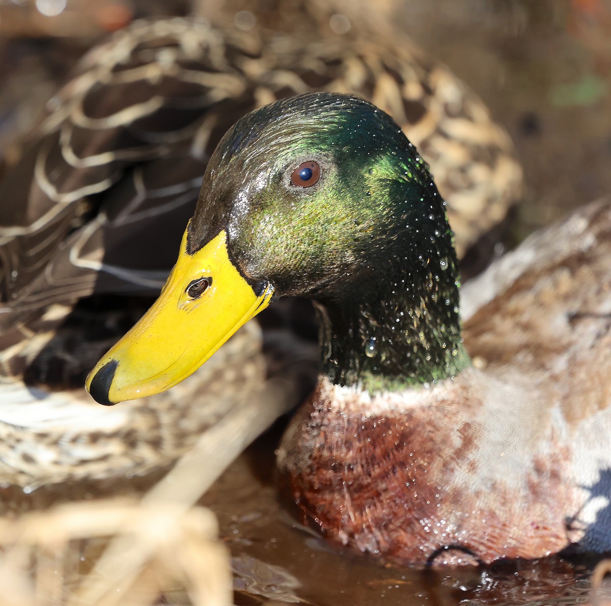 Mallard - ML615874309