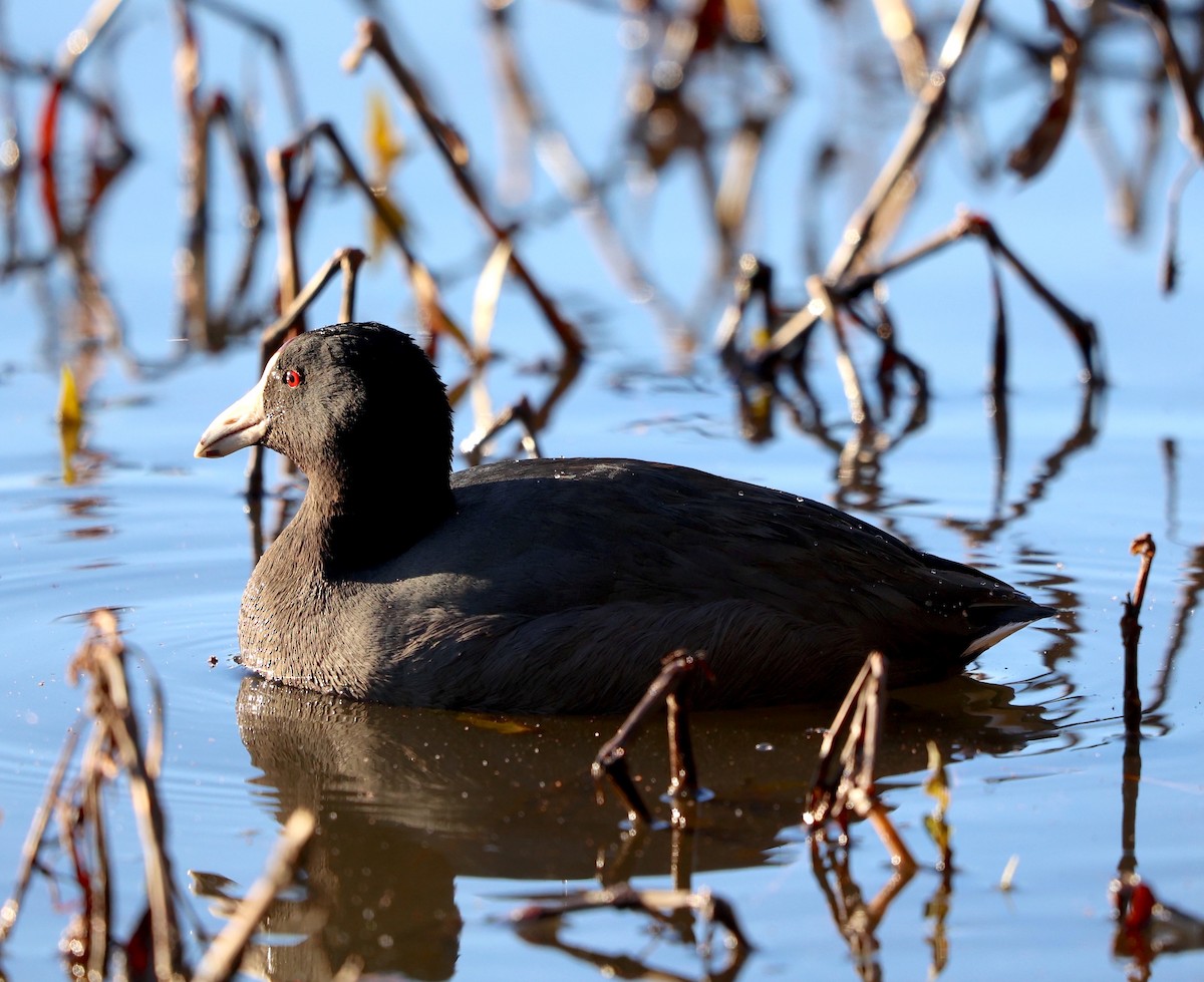 American Coot - ML615874333