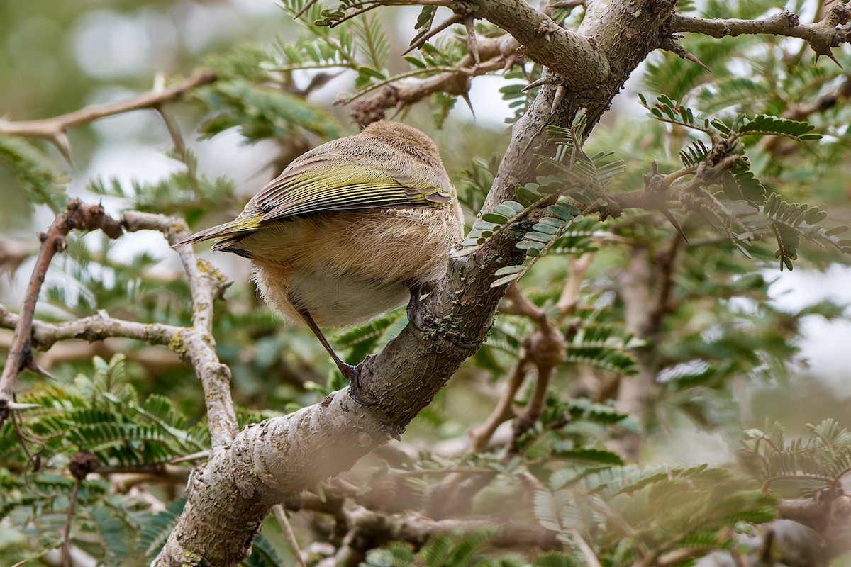 Brown Woodland-Warbler - ML615874351