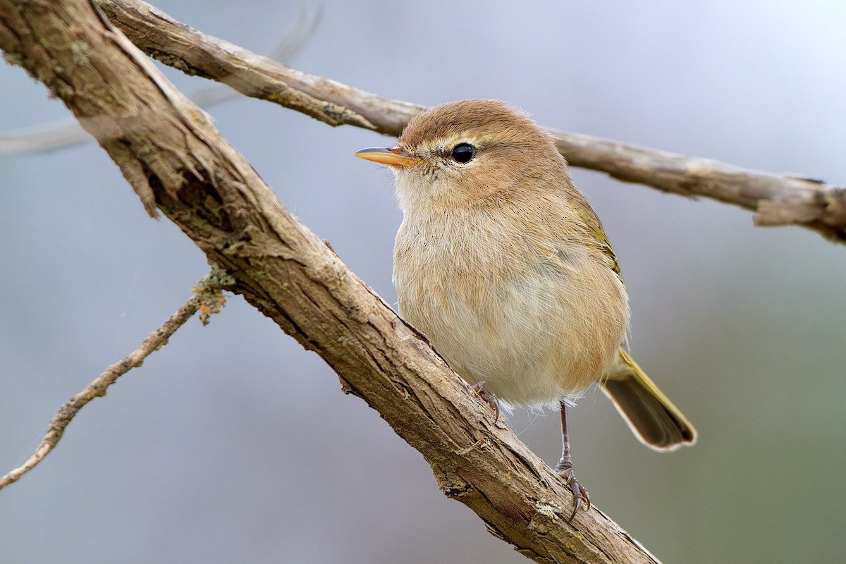 Mosquitero Oscuro - ML615874352