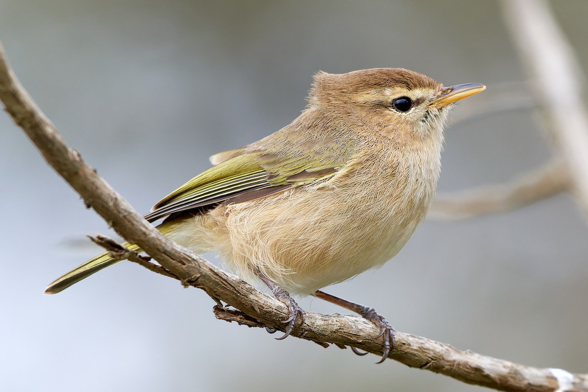 Brown Woodland-Warbler - ML615874353