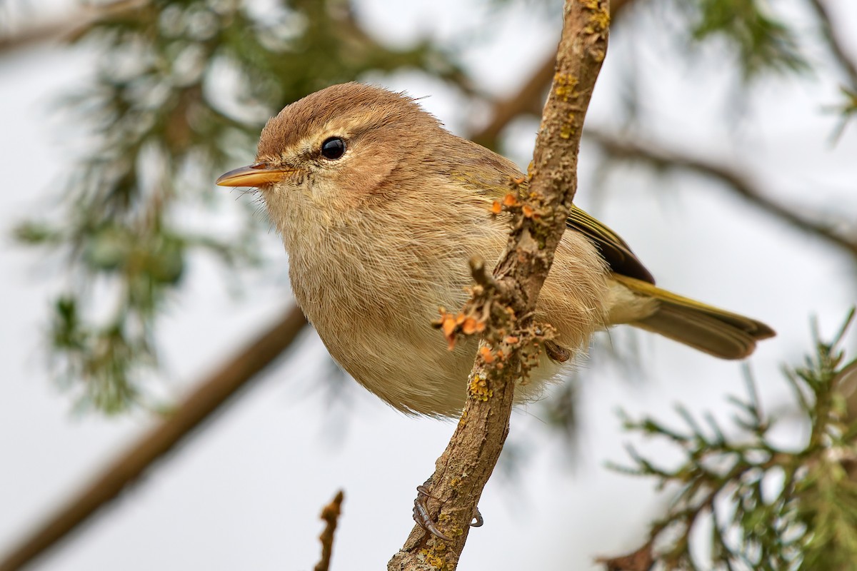 Brown Woodland-Warbler - ML615874355