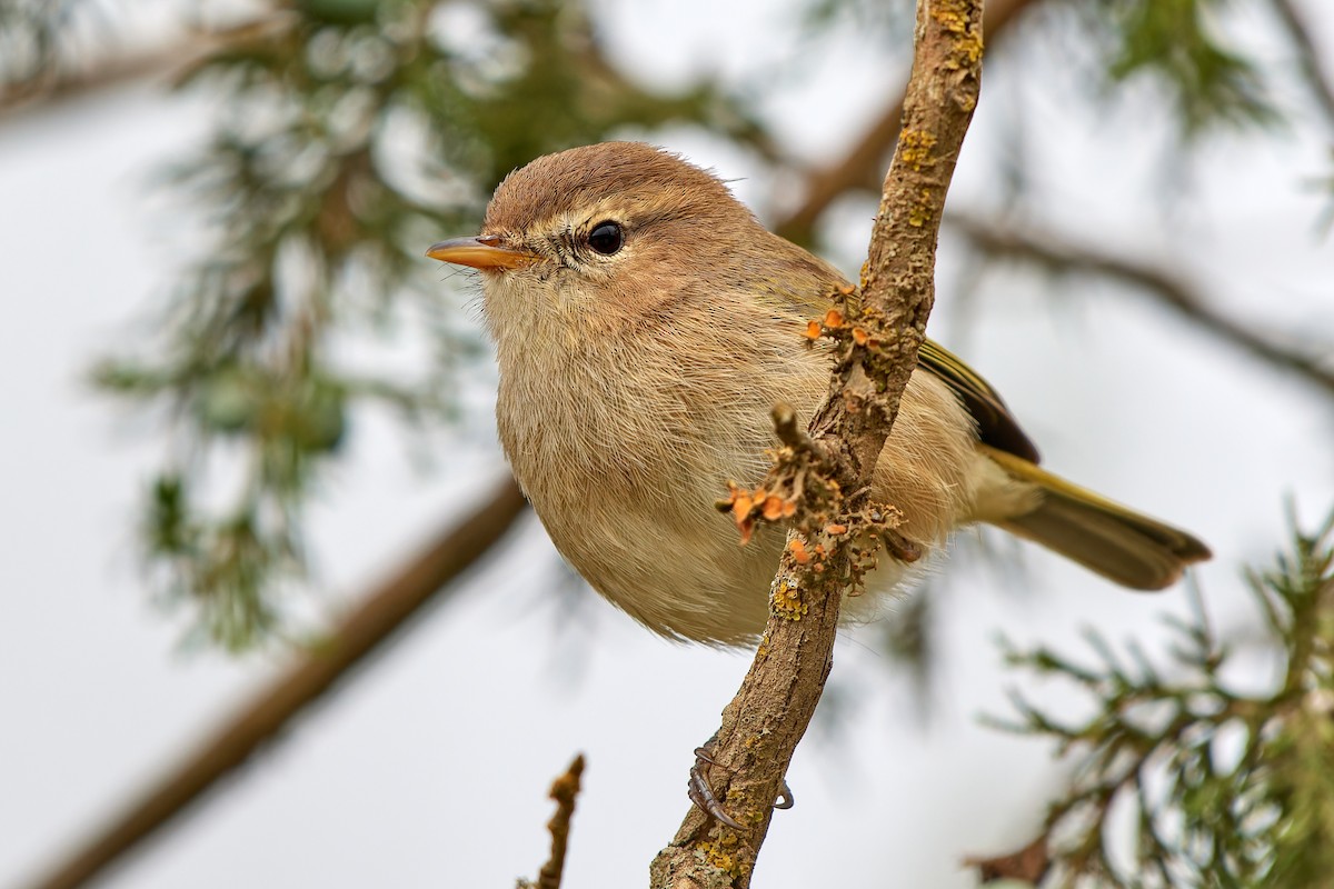 Brown Woodland-Warbler - ML615874356