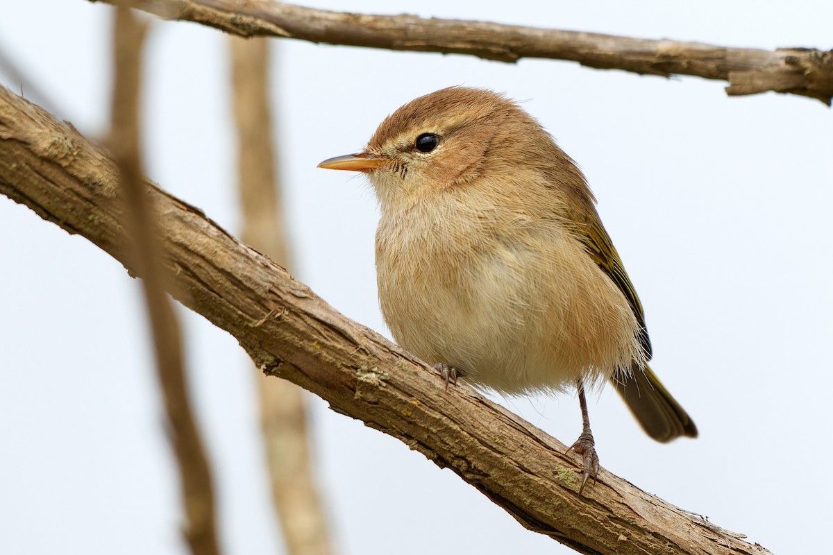 Mosquitero Oscuro - ML615874357