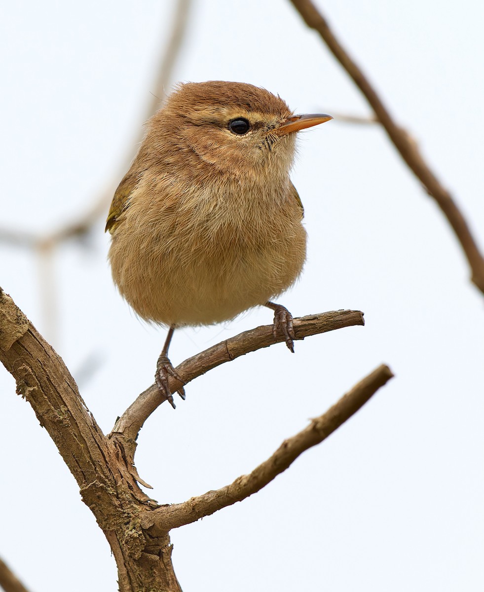 Brown Woodland-Warbler - ML615874358